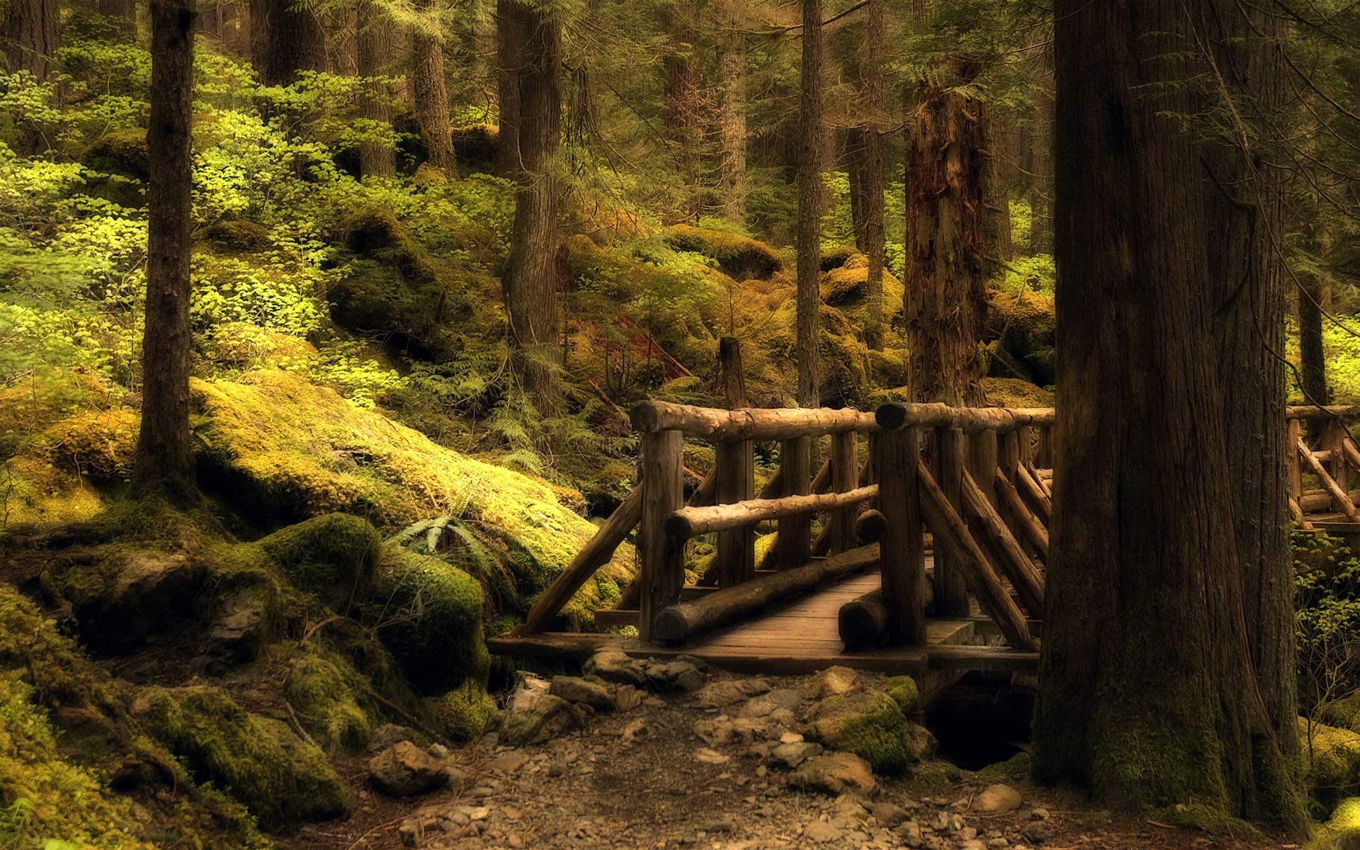 Forest HD Wallpaper | Background Image | 1920x1200 | ID:197670