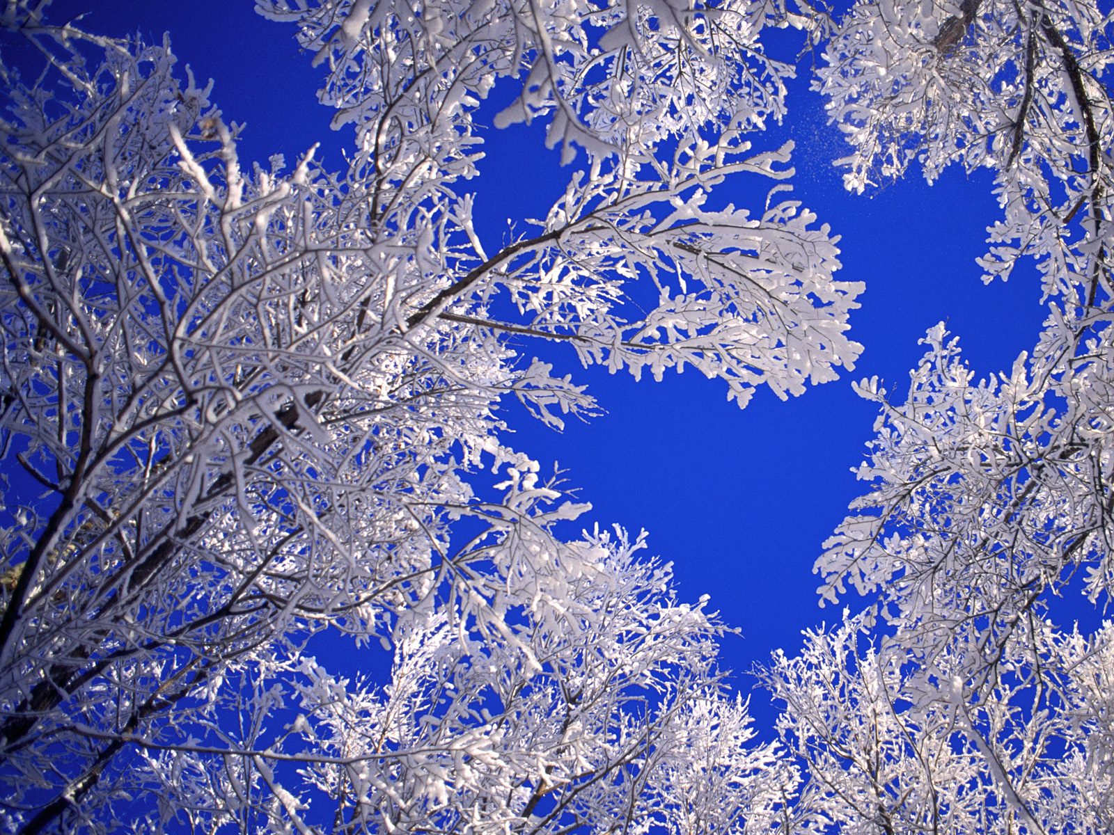 Frozen tree against a vibrant sky.