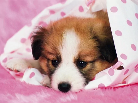 A HD desktop wallpaper featuring a cute Papillon puppy resting on a pink polka-dot blanket.