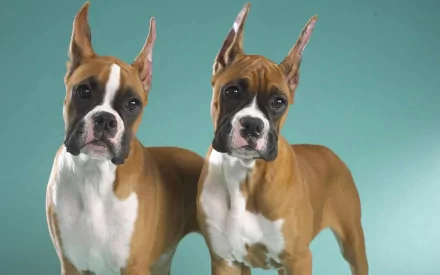 HD desktop wallpaper featuring two attentive boxer dogs against a teal background.