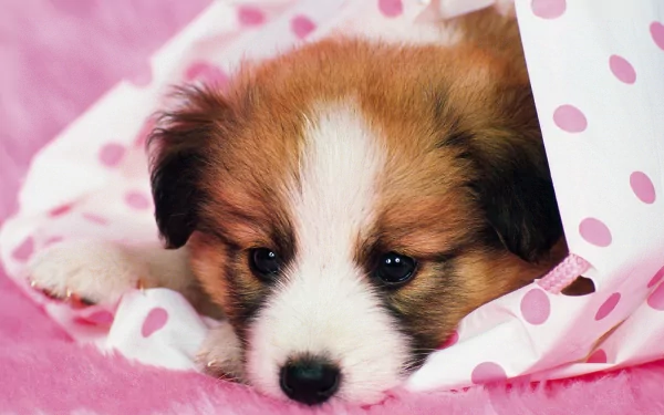 A HD desktop wallpaper featuring a cute Papillon puppy resting on a pink polka-dot blanket.
