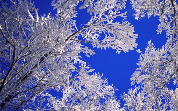 Earth Winter Tree Ice Sky HD Wallpaper | Background Image