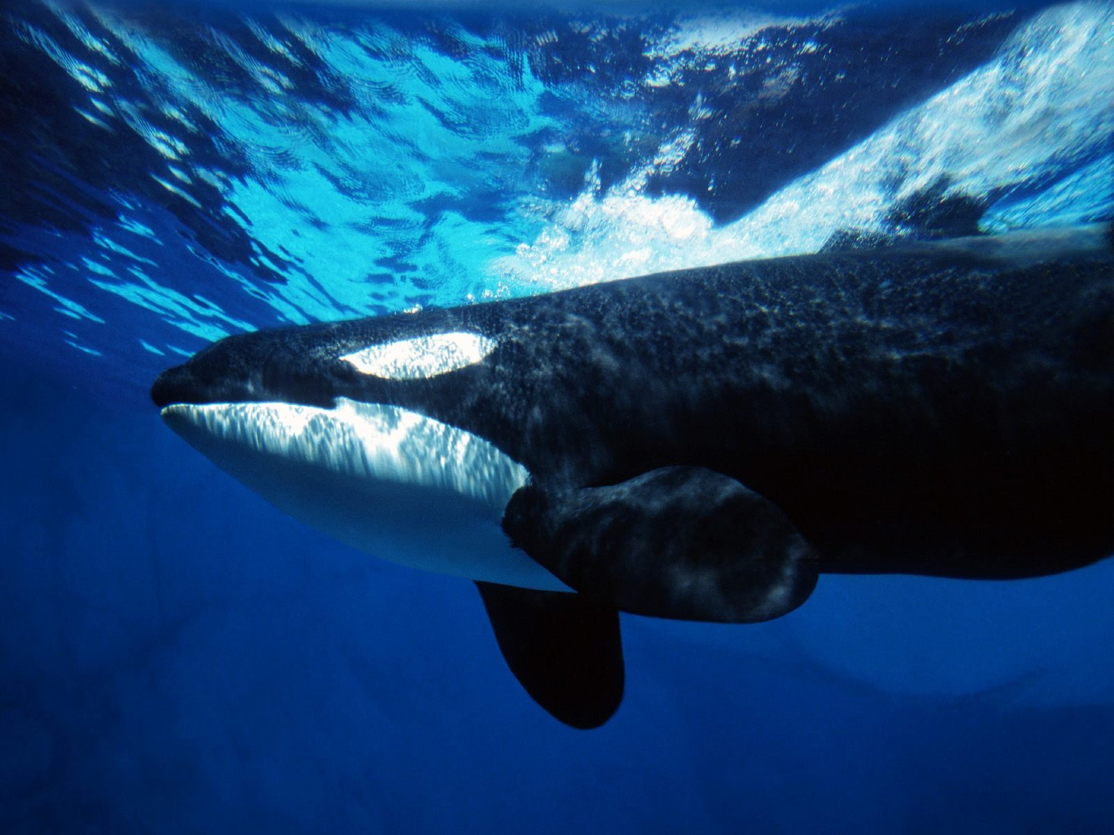 100 Free Orca  Killer Whale Images  Pixabay
