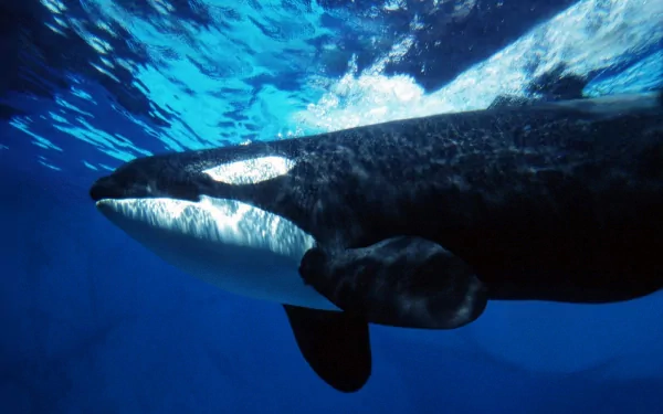 HD PC desktop wallpaper showing a close-up of a killer whale swimming underwater in vibrant blue ocean surroundings.