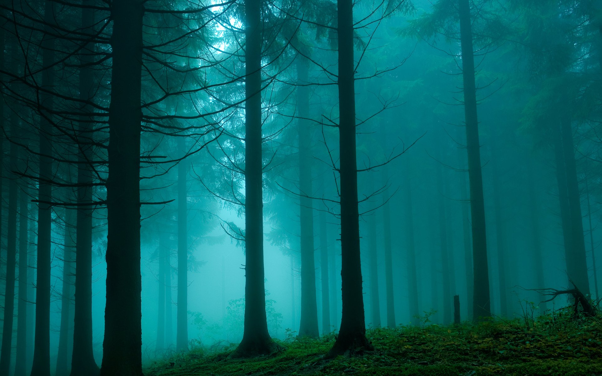 Download Tree Forest Nature Fog HD Wallpaper