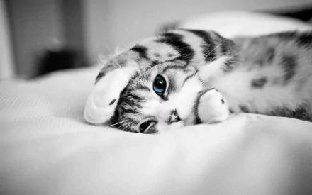 HD wallpaper of an adorable kitten with striking blue eyes, lying on a white surface. The cute cat has a relaxed and playful expression, making it a delightful background.
