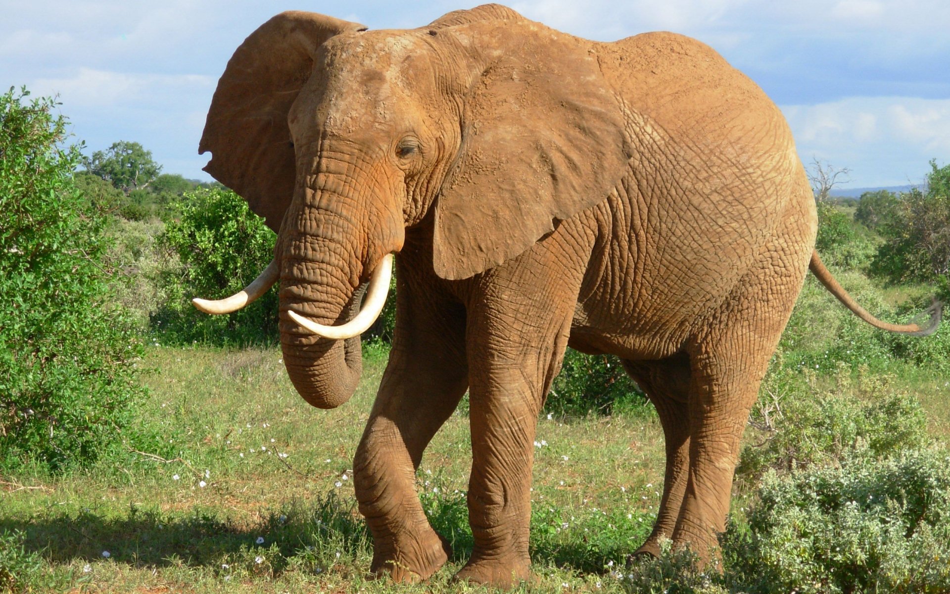 HD PC desktop wallpaper: animal — African bush elephant standing in a green savanna under a blue sky.