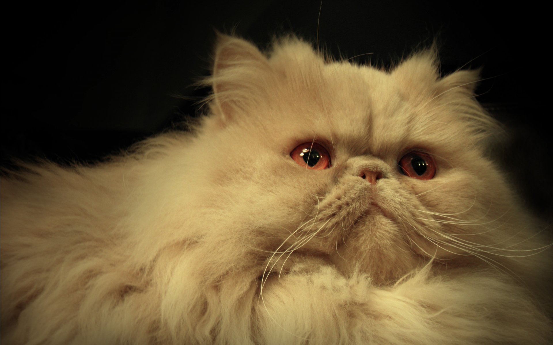 HD PC desktop wallpaper featuring a close-up of a fluffy cream-colored cat with expressive eyes against a dark background.