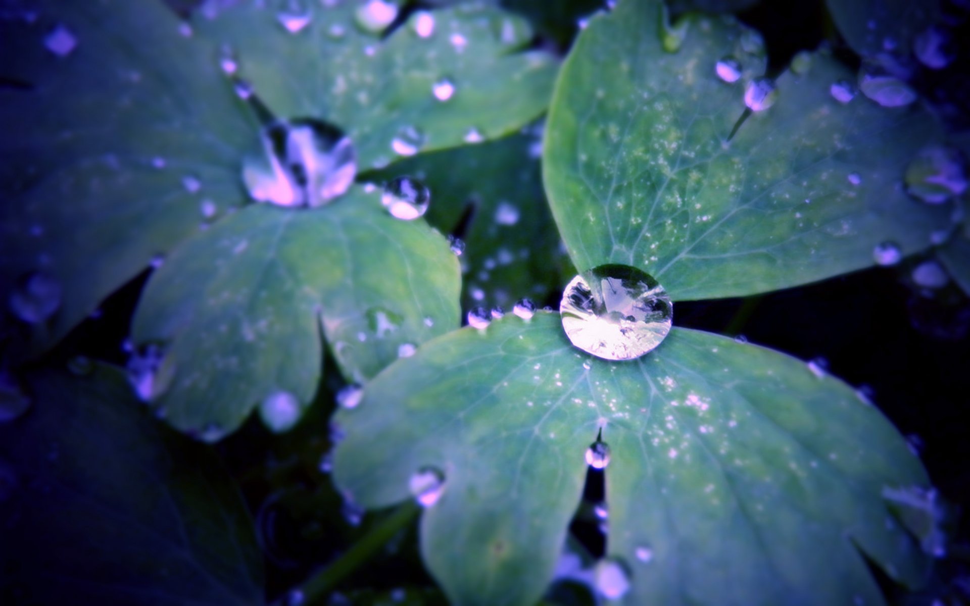 Close-up of lush green leaves adorned with glistening water drops, creating a serene nature scene. This HD image serves as an engaging desktop wallpaper and background.
