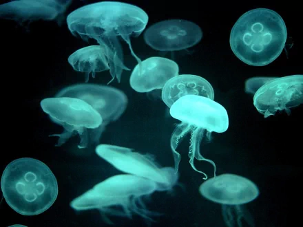 A mesmerizing HD wallpaper featuring translucent jellyfish gracefully swimming against a dark background, showcasing their ethereal beauty and soft glowing colors.