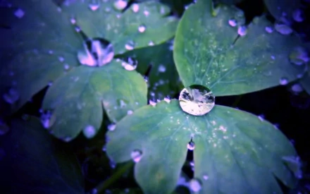 Close-up of lush green leaves adorned with glistening water drops, creating a serene nature scene. This HD image serves as an engaging desktop wallpaper and background.