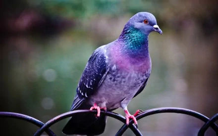 HD desktop wallpaper featuring a vibrant pigeon perched on a black iron railing, with a blurred natural background. The bird's feathers showcase shades of purple, blue, and green.