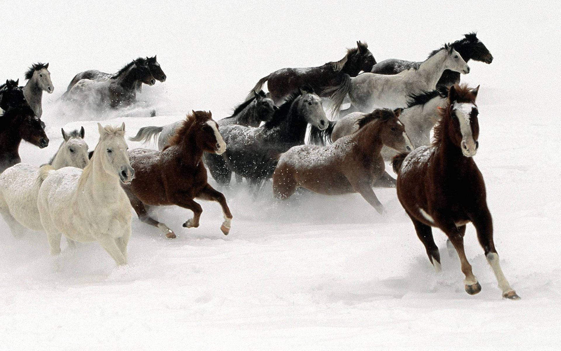 A herd of horses gallops through snowy terrain, captured in high-definition. This dynamic image serves as an engaging HD desktop wallpaper and background.