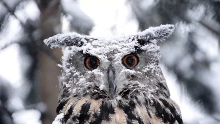 Animal great horned owl HD Desktop Wallpaper | Background Image