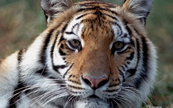 HD wallpaper of a tiger staring intently, showcasing its striking striped fur and piercing eyes, set against a natural blurred background.