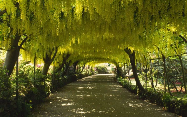 HD desktop wallpaper showcasing a serene park pathway lined with trees draped in vibrant yellow blossoms, creating a natural canopy in this photography scene.