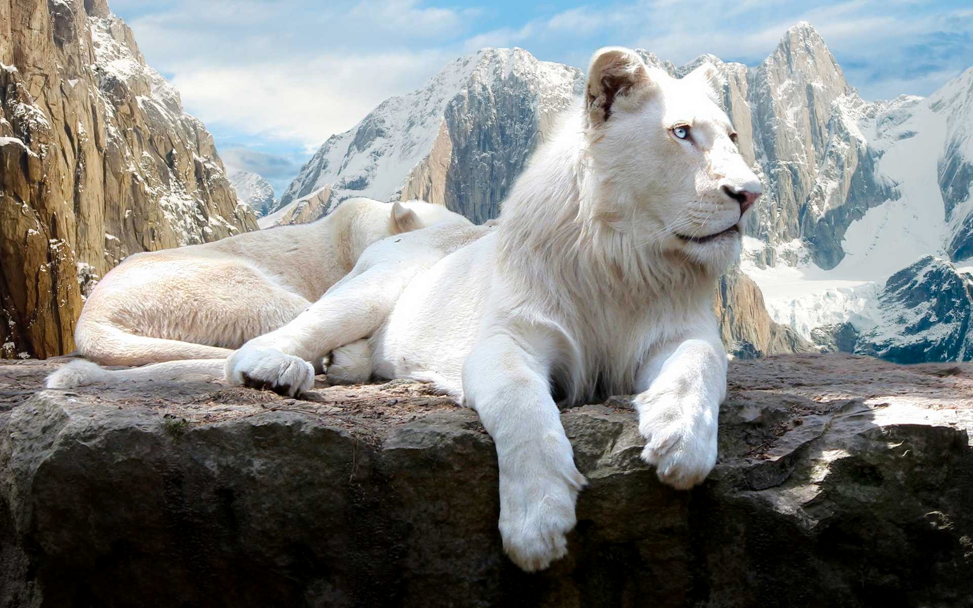Animal White Lion HD Wallpaper | Background Image