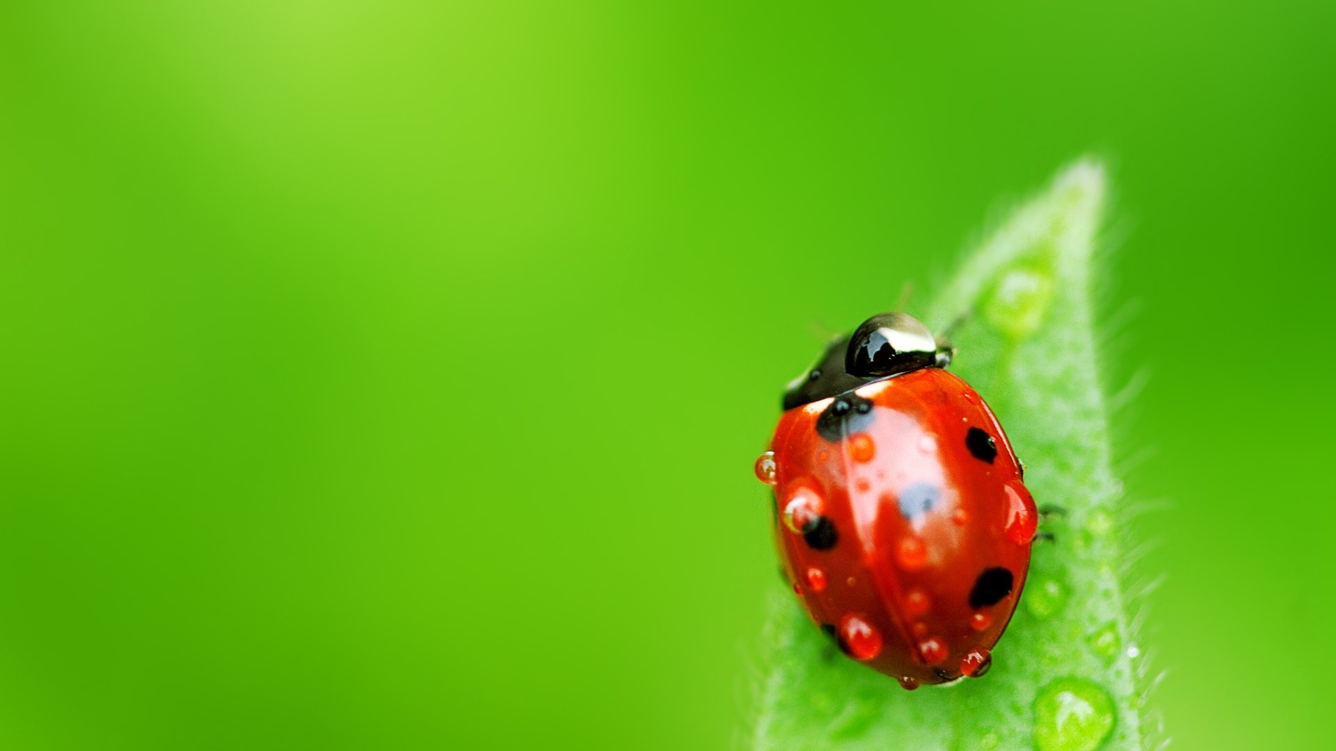 ladybug-hd-wallpaper-background-image-1920x1080