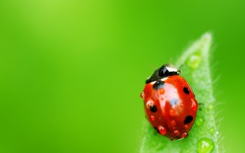 Ladybug Full HD Wallpaper and Background Image | 2560x1600 | ID:396488