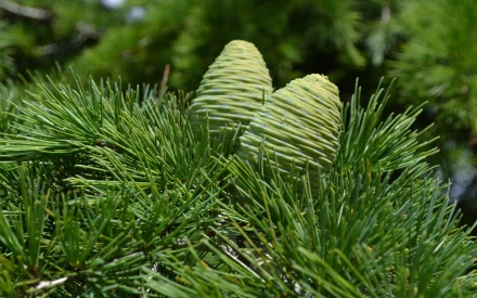  Green pine cones