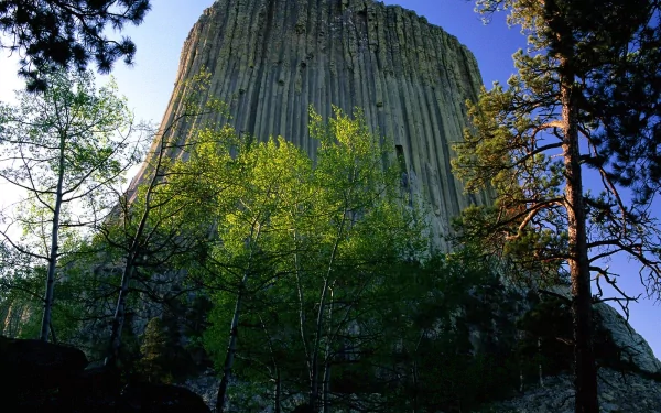 HD PC desktop wallpaper and background showing Devils Tower rising above pines and birches, dramatic vertical basalt columns against a clear blue sky in a lush nature scene.