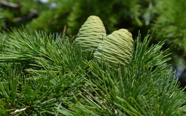  Green pine cones