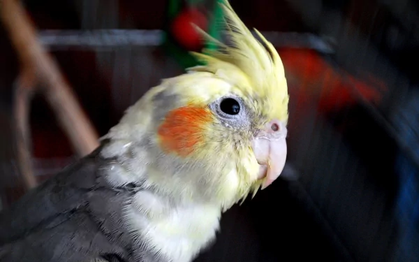 A close-up of a cockatiel with vibrant yellow and gray feathers, showcasing its unique crest and charming expression, makes for an engaging HD PC desktop wallpaper and background.