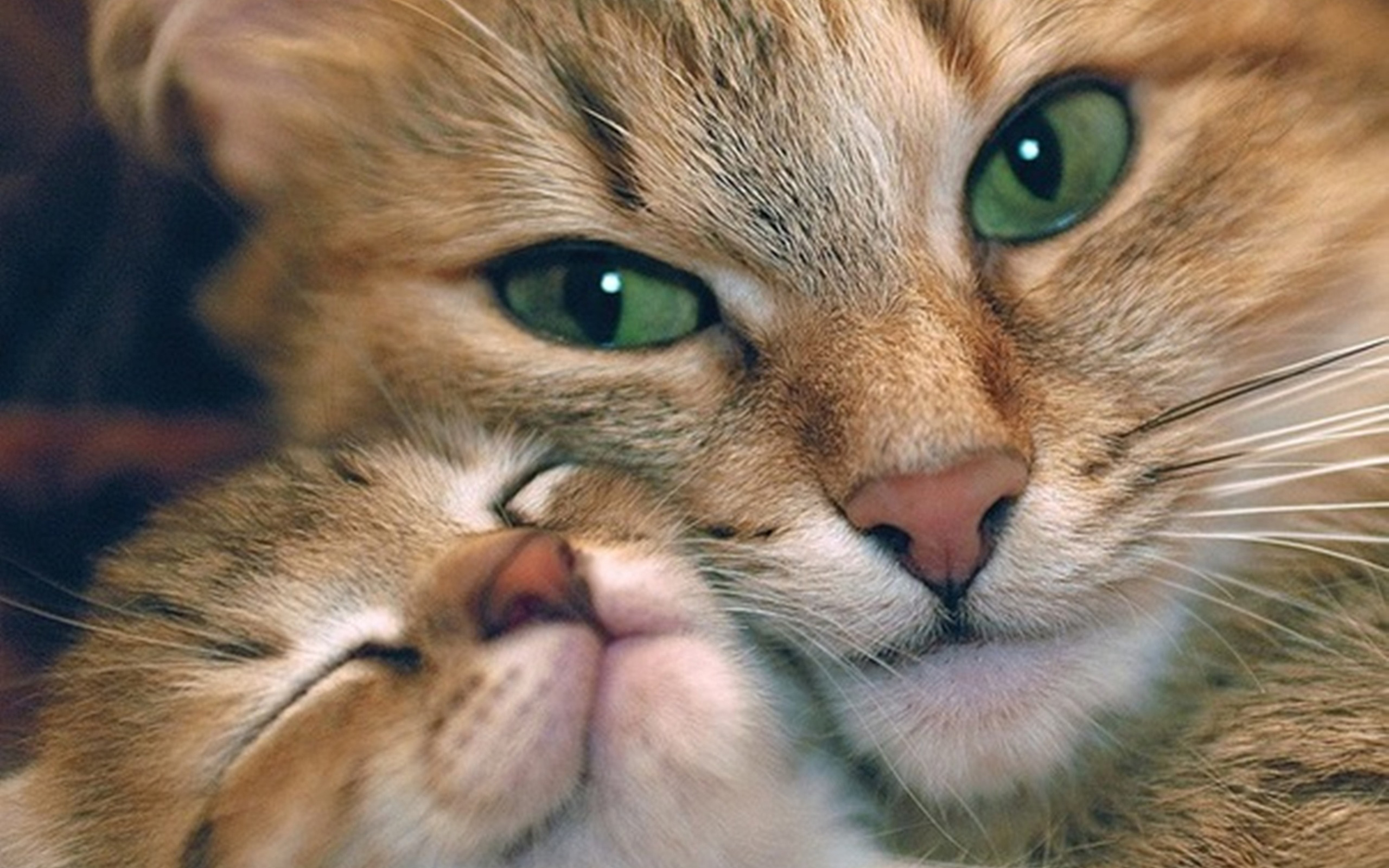 Heartwarming Cat Moments: A Stunning HD Wallpaper