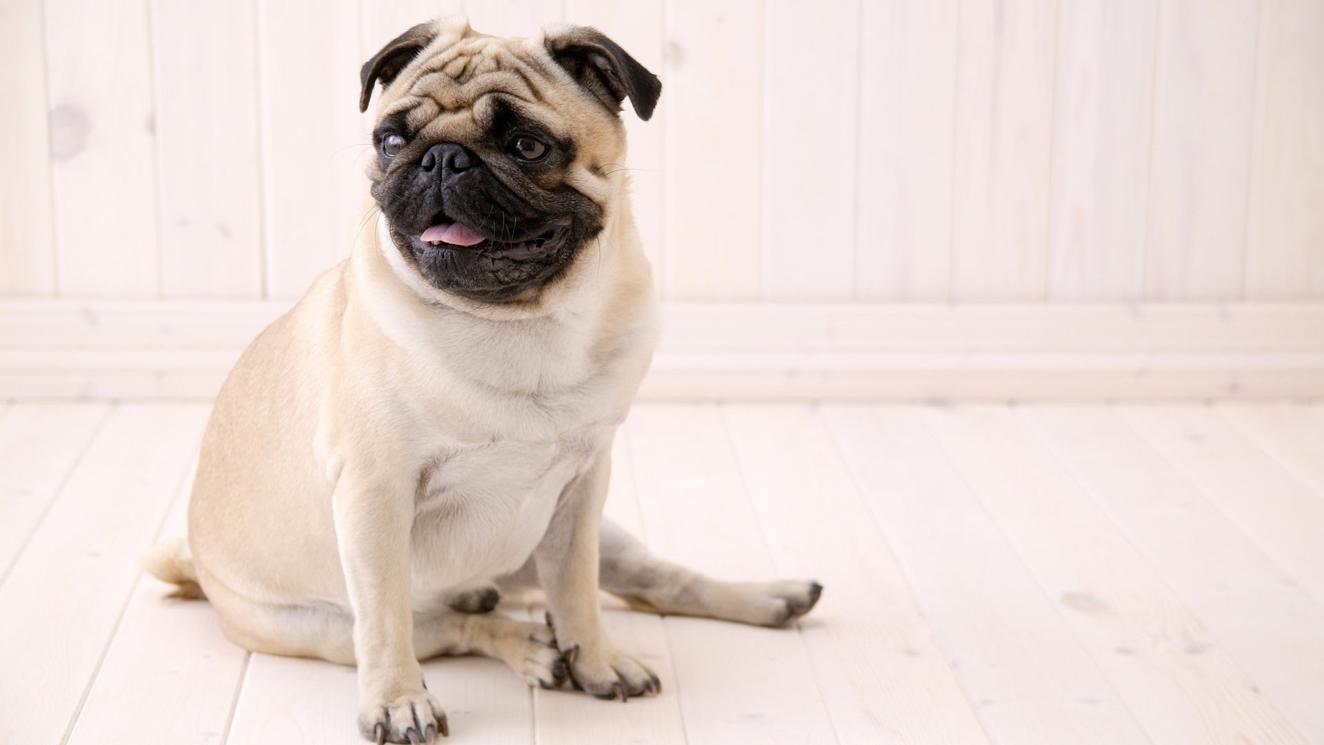 A pug sits on a light wooden floor, looking playful with its tongue out, creating a charming and inviting atmosphere in this HD desktop wallpaper.
