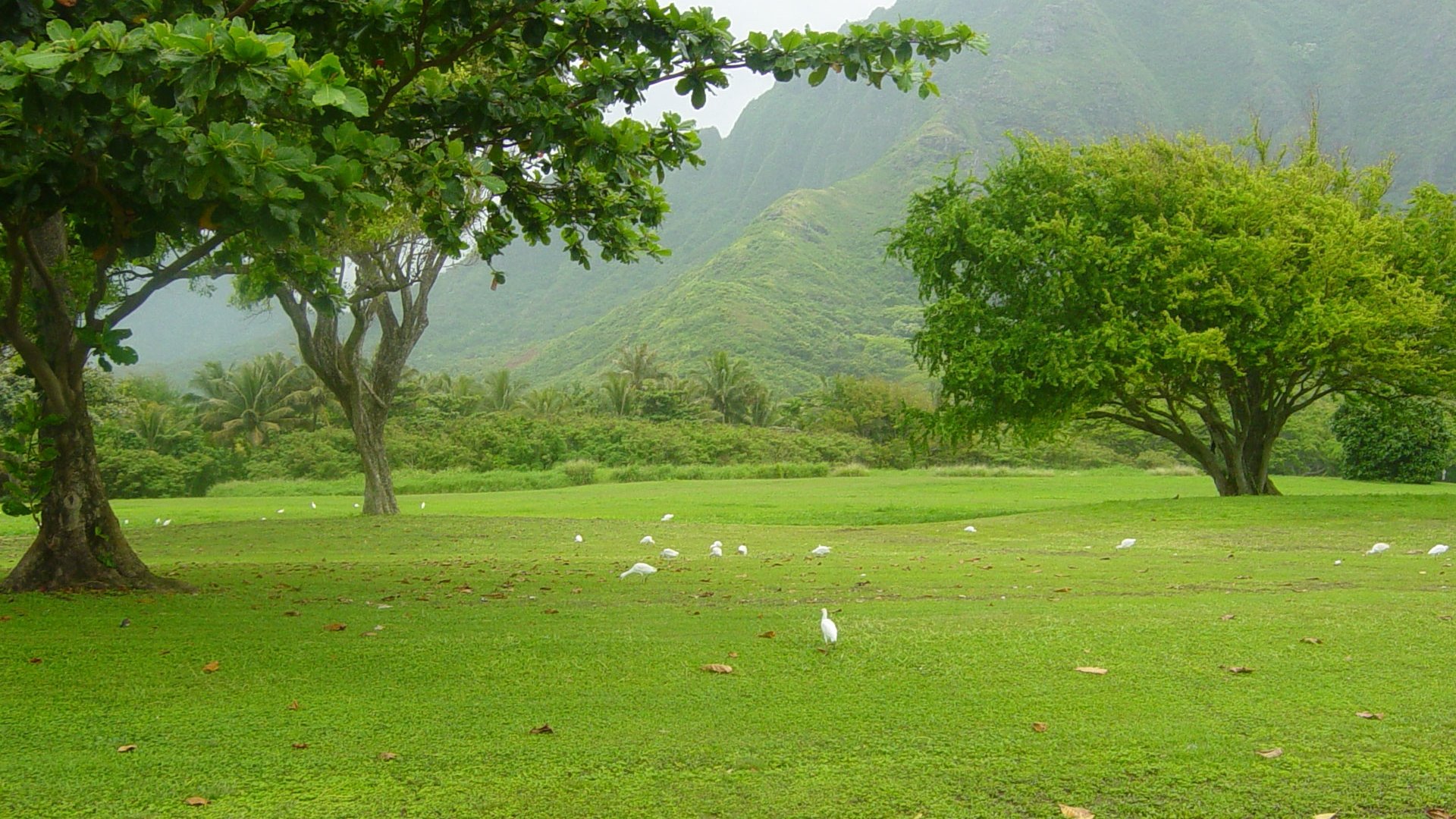 HD PC desktop wallpaper/background: tranquil nature landscape with bright green lawn, scattered white birds, leafy trees, and misty mountains in the background.