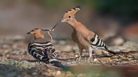 HD PC wallpaper featuring two hoopoe birds interacting closely on the ground, showcasing their distinctive crested heads and patterned feathers.