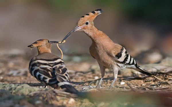 HD PC wallpaper featuring two hoopoe birds interacting closely on the ground, showcasing their distinctive crested heads and patterned feathers.