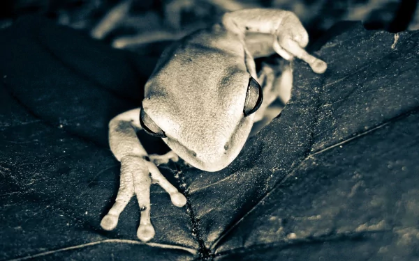 Close-up HD desktop wallpaper of a tree frog resting on a dark leaf, showcasing its textured skin and detailed eyes in a natural environment.