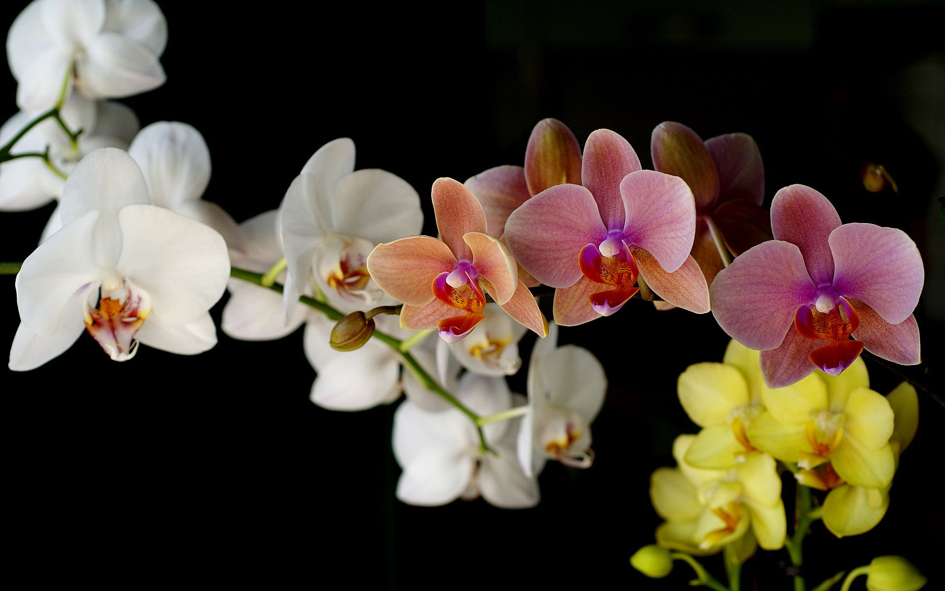 Nature Orchid HD Wallpaper | Background Image