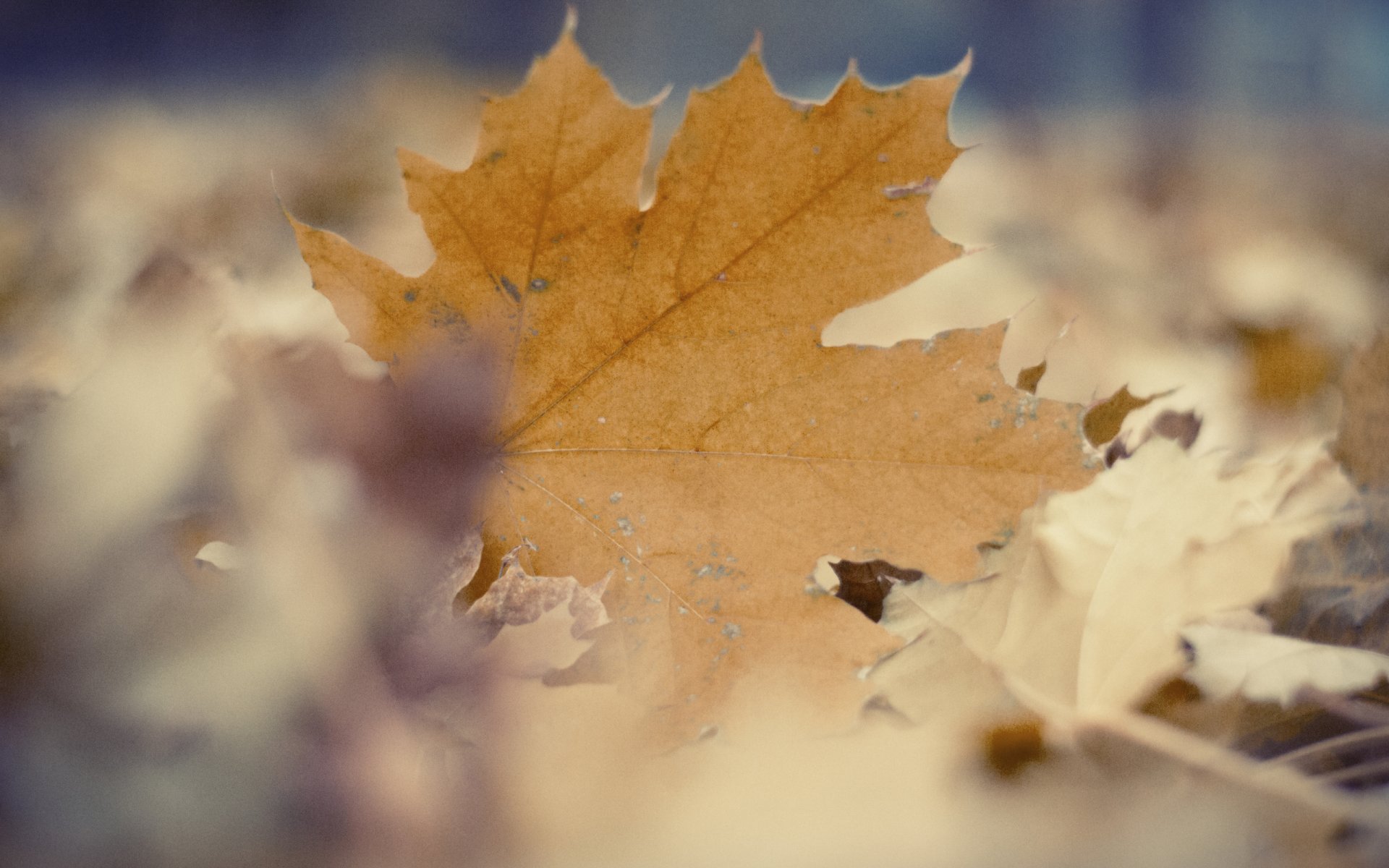 Download Nature Leaf HD Wallpaper