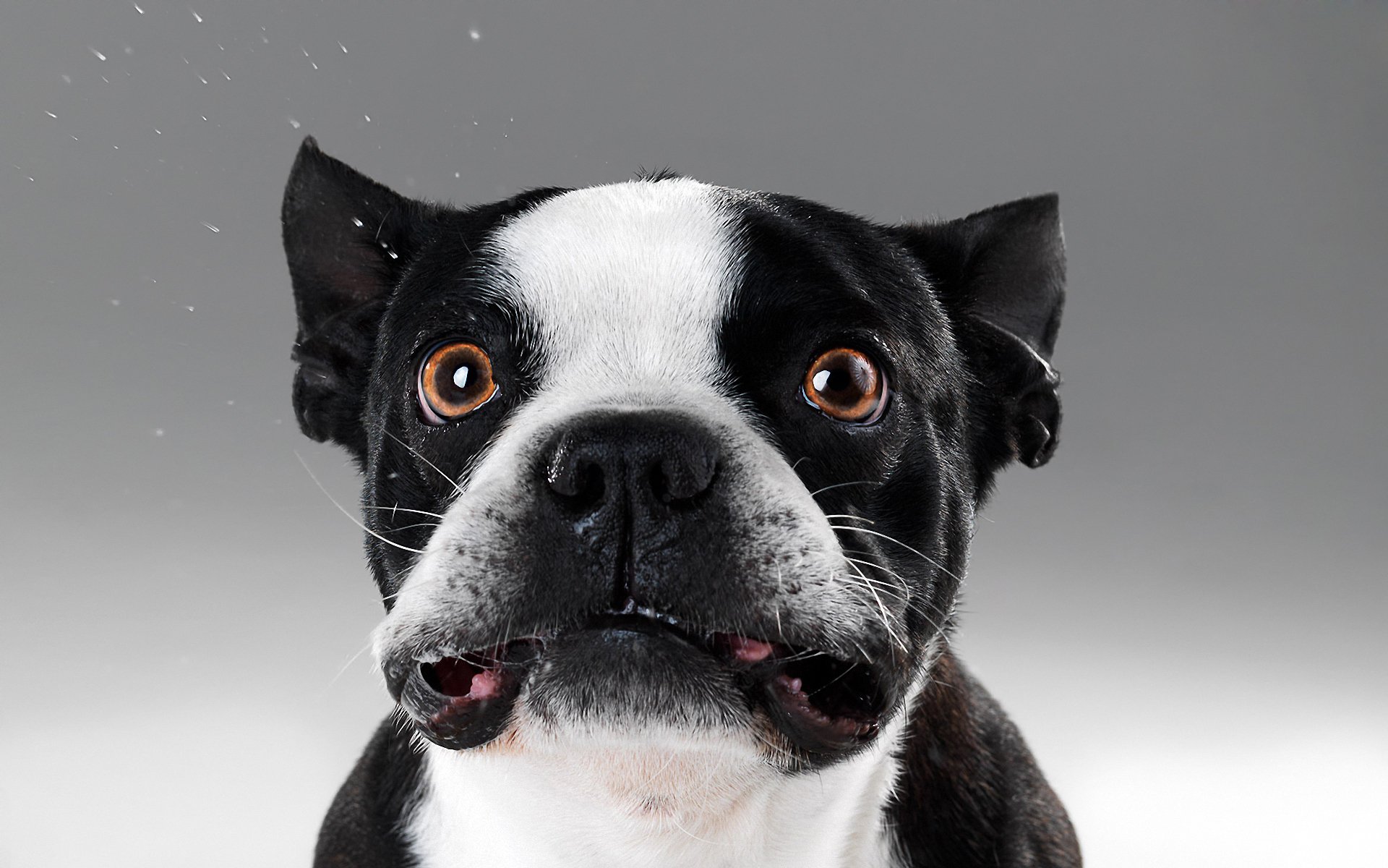 Download Animal Dog HD Wallpaper | 1920x1200 | Wallpaper Abyss