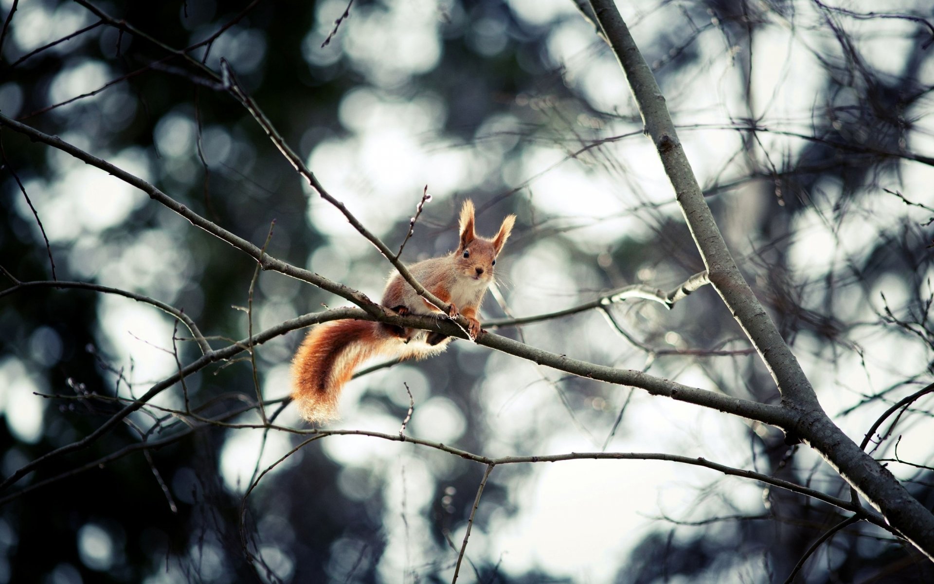Download Animal Squirrel  HD Wallpaper