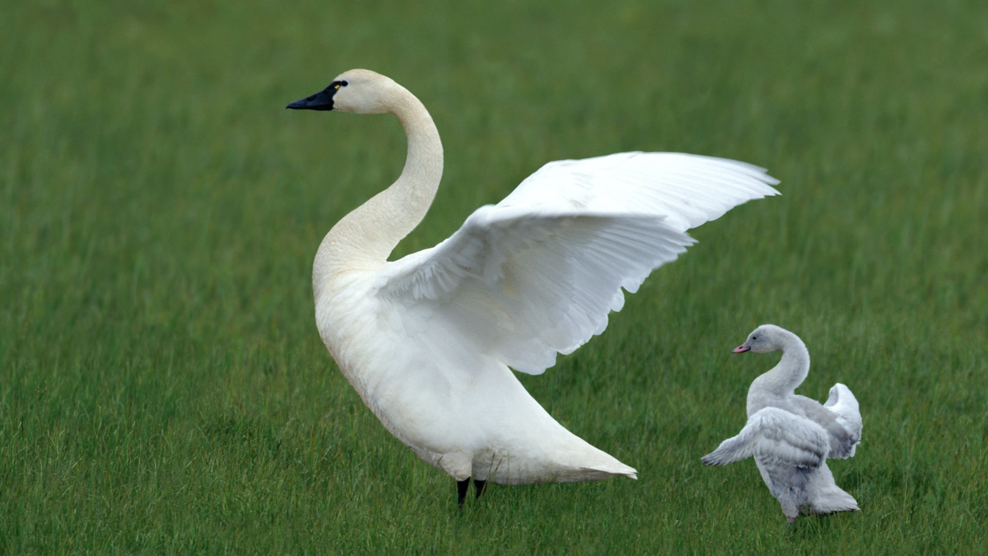 HD desktop wallpaper showing a tundra swan with two cygnets standing on lush green grass in a natural outdoor setting.