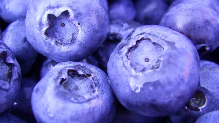 Close-up HD PC desktop wallpaper featuring fresh, vibrant blueberries with detailed textures and rich blue tones, highlighting their natural beauty as food.