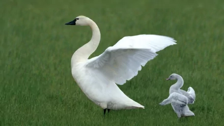 HD desktop wallpaper showing a tundra swan with two cygnets standing on lush green grass in a natural outdoor setting.