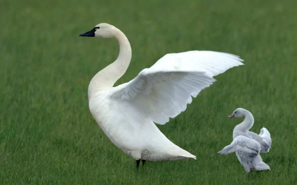 HD desktop wallpaper showing a tundra swan with two cygnets standing on lush green grass in a natural outdoor setting.