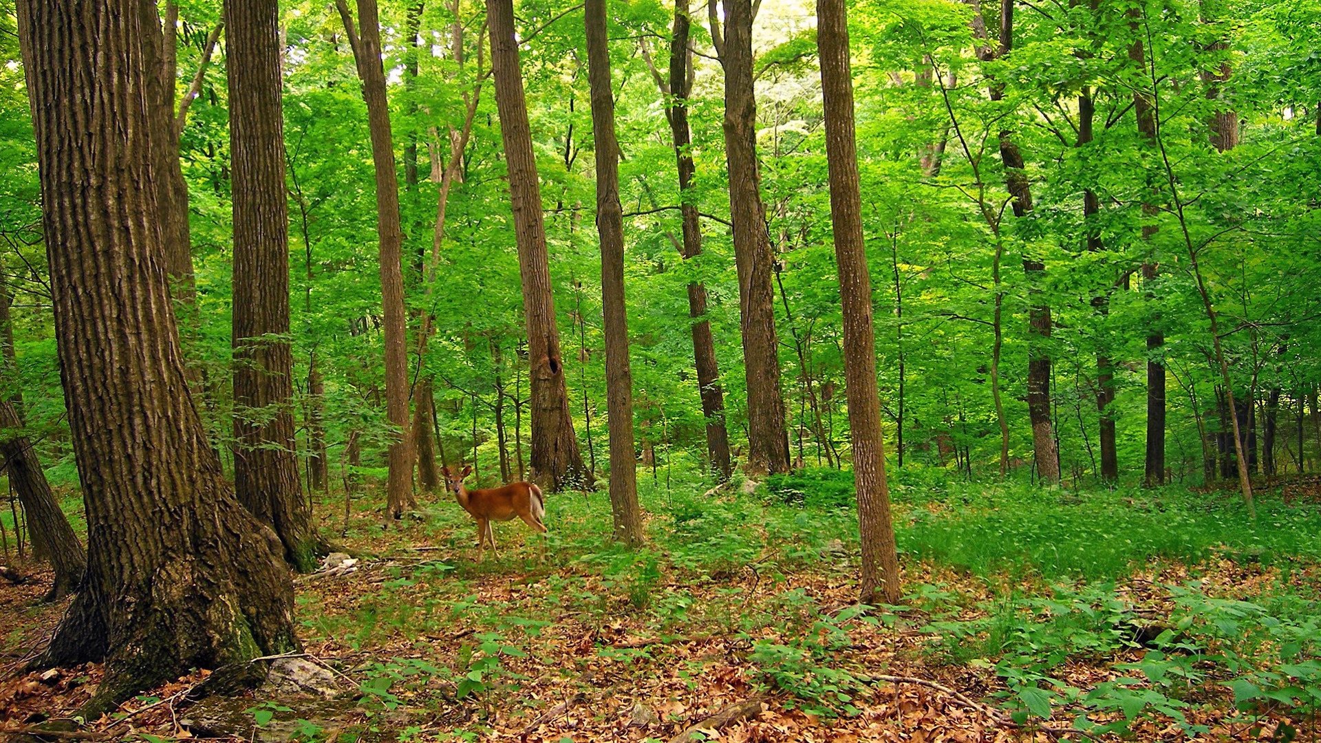 HD PC desktop wallpaper of a lush green forest with tall trees and a deer standing among the foliage, showcasing vibrant nature in its serene environment.