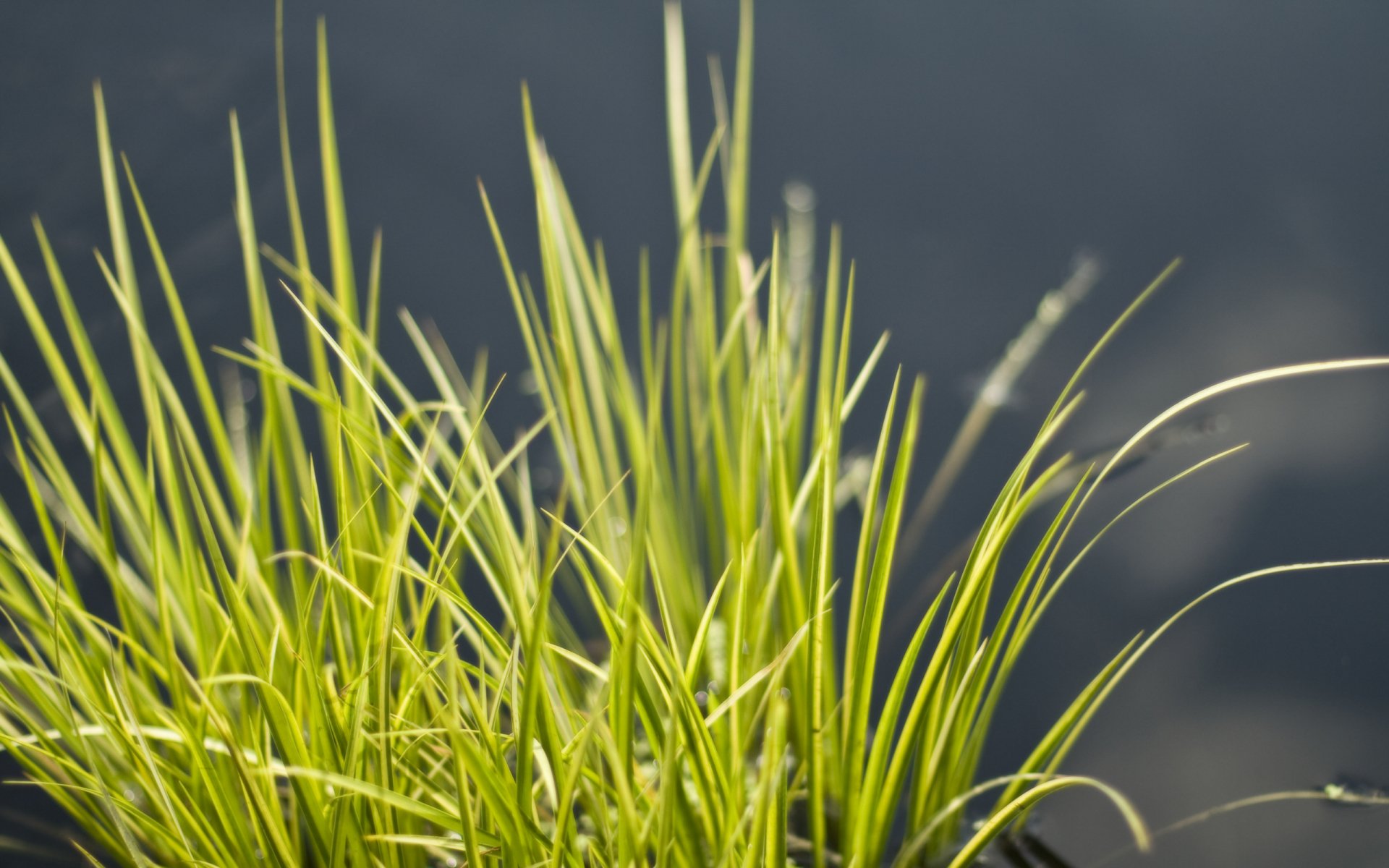 Close-up of vibrant green grass blades against a blurred dark background, captured in high definition as a nature-themed PC desktop wallpaper.