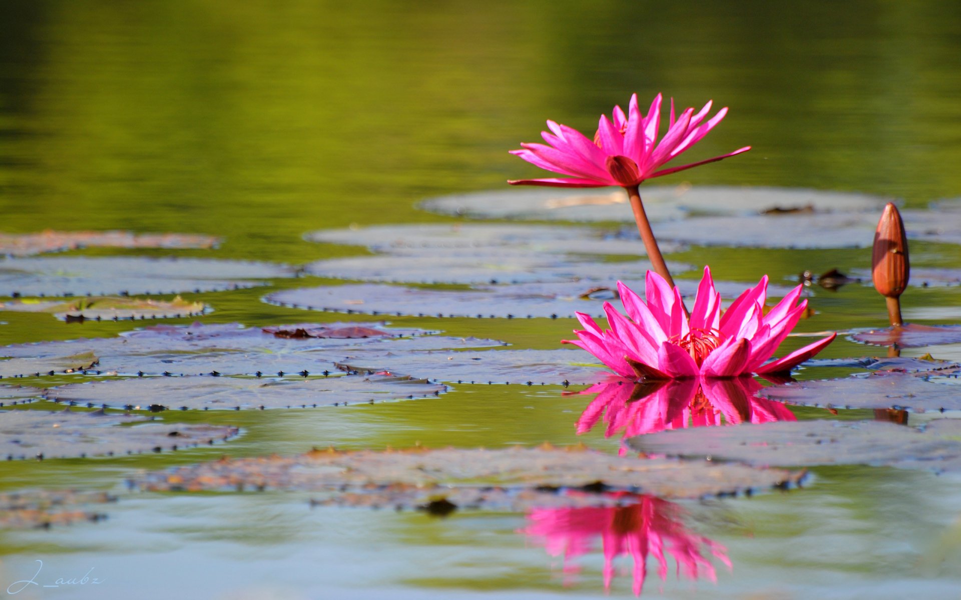 Nature Water Lily HD Wallpaper