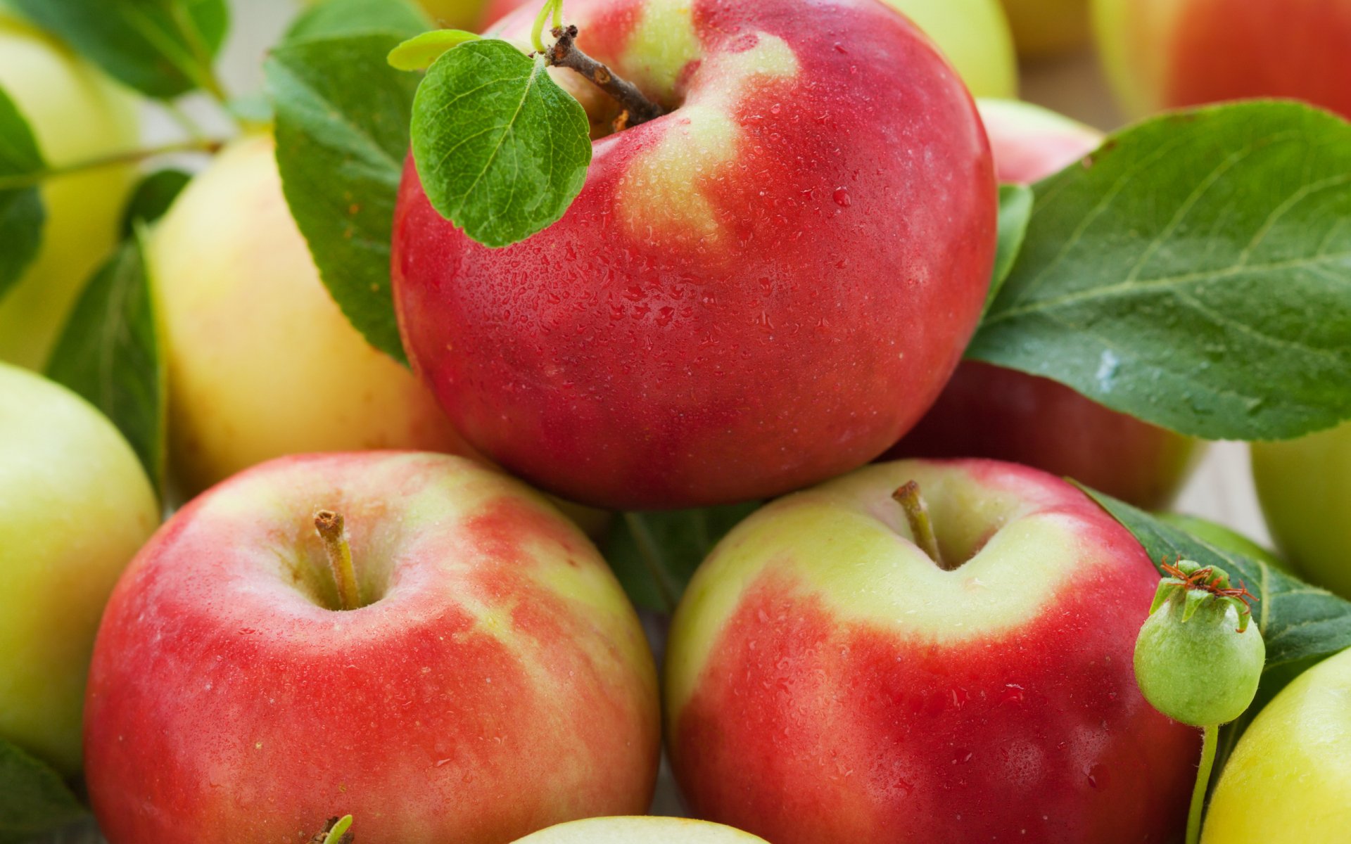 HD desktop wallpaper featuring a close-up of fresh red and green apples with vibrant leaves, highlighting the natural texture and colors of the fruit.