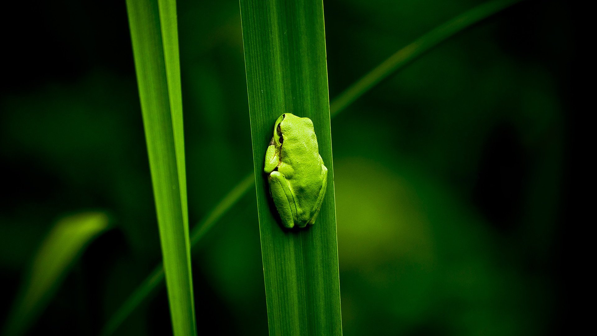 HD desktop wallpaper featuring a vibrant green frog clinging to a blade of grass against a dark green blurred background.