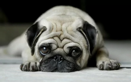 HD desktop wallpaper featuring a cute pug lying down with its head on the ground, showcasing its wrinkly face and big, expressive eyes.