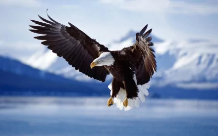A majestic bald eagle in mid-flight, with outstretched wings, over a serene body of water and snow-capped mountains, captured in high-definition as desktop wallpaper and background.
