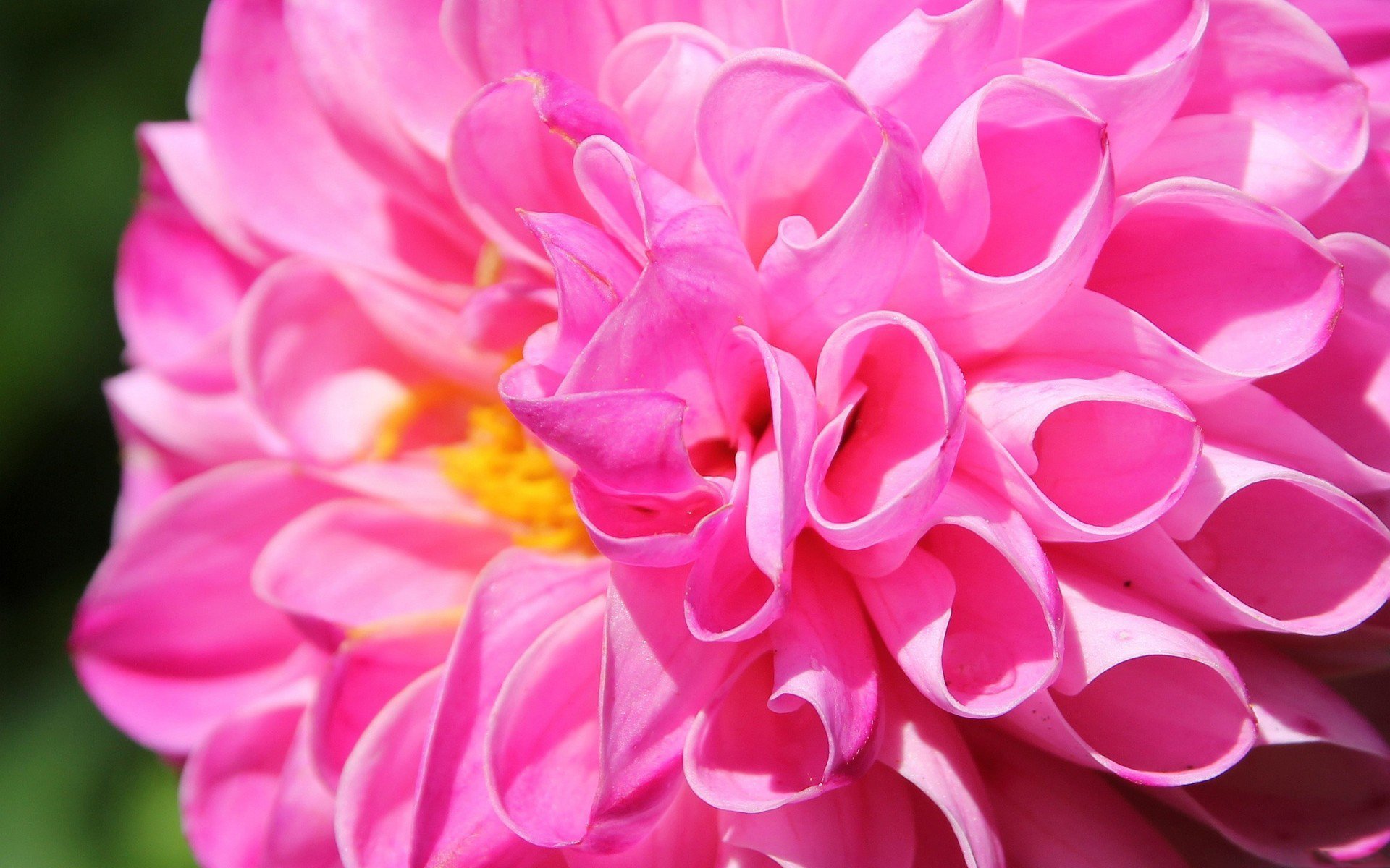 Download Nature Flower HD Wallpaper