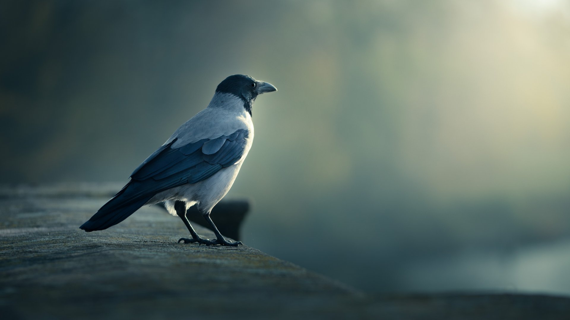 A detailed 4K Ultra HD desktop wallpaper featuring a bird perched on a ledge, set against a soft, blurred background with gentle lighting.
